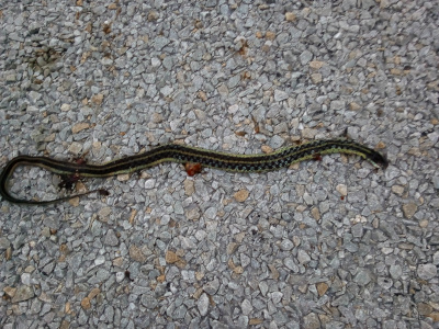 [The snake apparently died while crossing the freshly stoned road. It is stretched out except for the last six inches of tail which are curved back toward the body. There are yellow lines down the length of the body beside the darker stripes with geometric shapes on it (triangles?).]